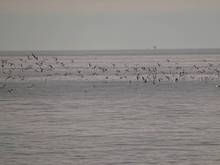 DSC00723.jpg