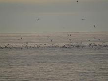 DSC00725.jpg