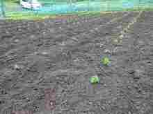 DSC01450.jpg