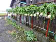 DSC08799.jpg