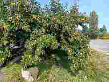 ���� (1).jpg