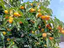 ���� (2).jpg