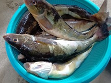 �z�b�P (1).jpg