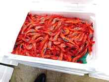 ������ (5).jpg