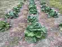 �D�y�勅 (1).jpg