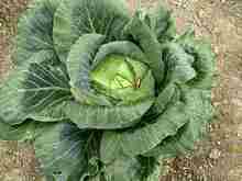 �D�y�勅 (2).jpg