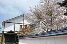 Sakura (2).jpg