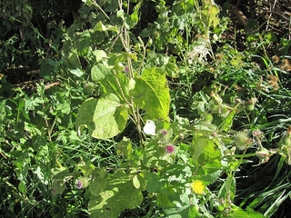 240927-1.jpg
