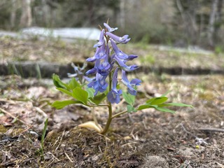 IMG_0071.JPG