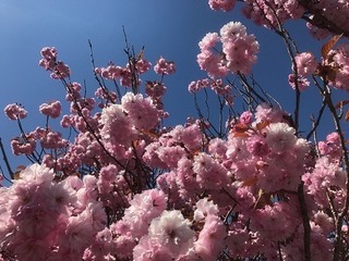 IMG_2082.jpg
