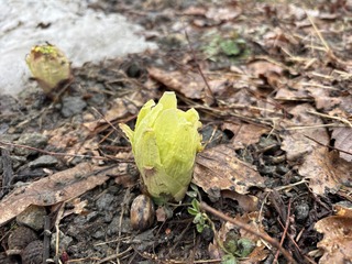 IMG_9876.JPG