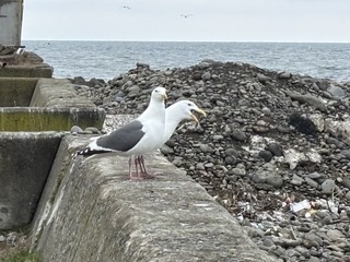 IMG_9885.JPG